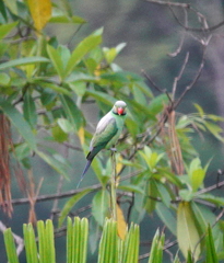 Psittacula calthrapae