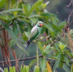 Psittacula calthrapae