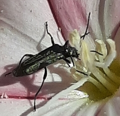 Oedemera nobilis