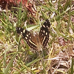 Anthanassa ptolyca amator