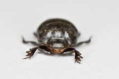Onthophagus vitulus