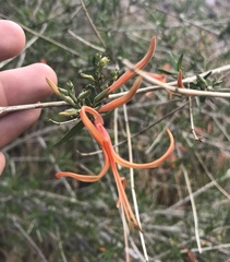 Anisacanthus