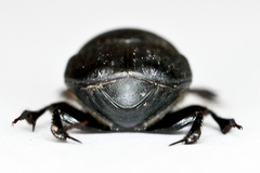 Onthophagus vitulus