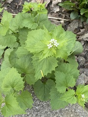 Alliaria petiolata