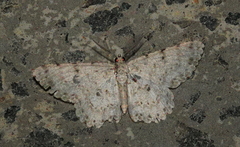 Catoria sublavaria