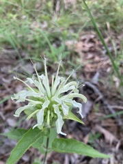 Monarda luteola