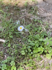 Bellis perennis