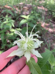 Monarda luteola