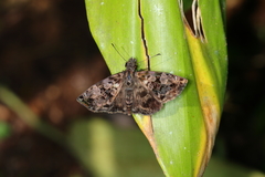 Gorgythion begga begga