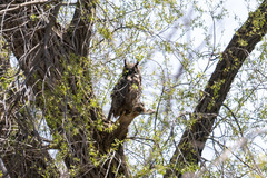 Bubo virginianus virginianus