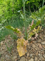 Crambe koktebelica