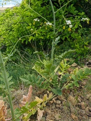 Crambe koktebelica