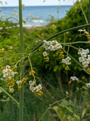 Crambe koktebelica