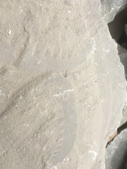 Anomalocaris canadensis