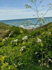 Crambe koktebelica