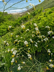 Crambe koktebelica