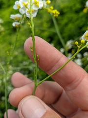 Crambe koktebelica