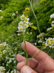 Crambe koktebelica