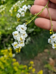 Crambe koktebelica