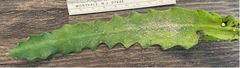 Diaspis echinocacti