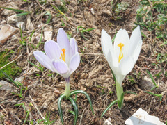 Crocus neapolitanus