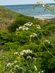 Crambe koktebelica