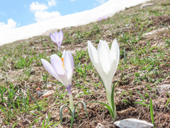 Crocus neapolitanus