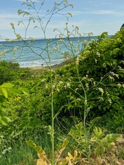 Crambe koktebelica