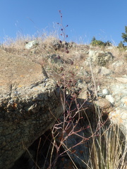 Streptanthus glandulosus niger