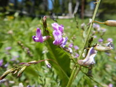 Astragalus bourgovii