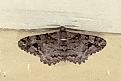 Myrioblephara