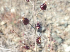 Streptanthus glandulosus niger