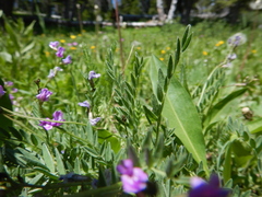 Astragalus bourgovii