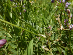Astragalus bourgovii