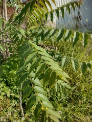 Ailanthus altissima