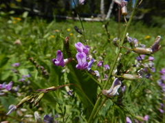 Astragalus bourgovii