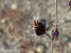 Streptanthus glandulosus niger