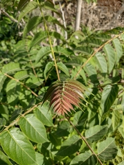 Ailanthus altissima