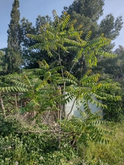 Ailanthus altissima
