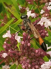 Ammophila