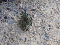 Brassica repanda saxatilis