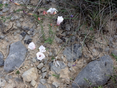 Linum appressum appressum