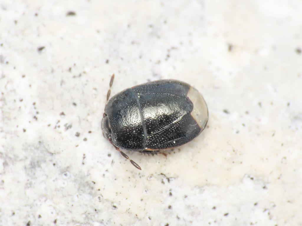 heath shieldbug