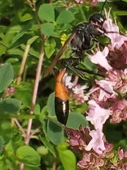 Ammophila
