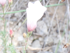 Linum appressum appressum