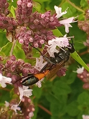 Ammophila