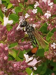 Ammophila