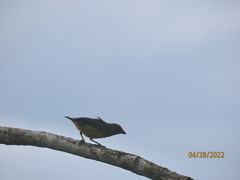 Euphonia laniirostris