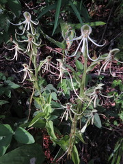 Habenaria quinqueseta