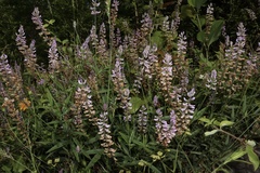 Orbexilum pedunculatum